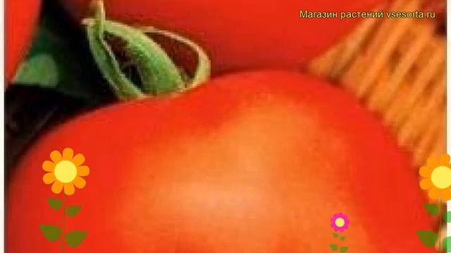 Томат обыкновенный Примадонна F1. Краткий обзор, описание характеристик, где купить семена