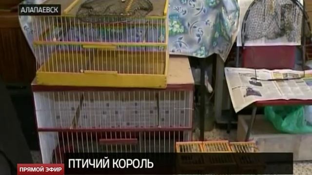 Орнитолог-любитель из Алапаевска поселил в квартире 40 птиц смотреть онлайн