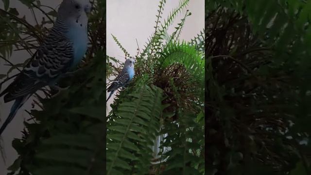 Уход за папоротником смотреть онлайн