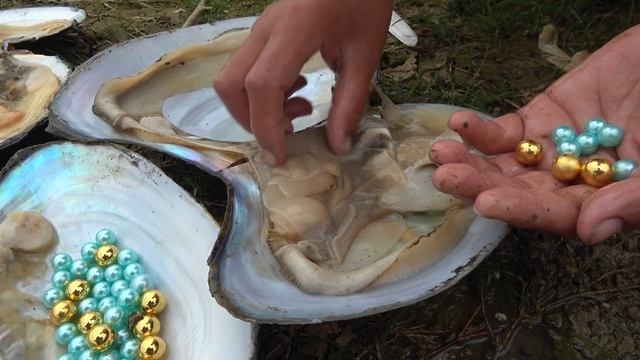 Century Bridge Treasure Hunting Pearl Clam, I Harvest Beautiful Pearls смотреть онлайн