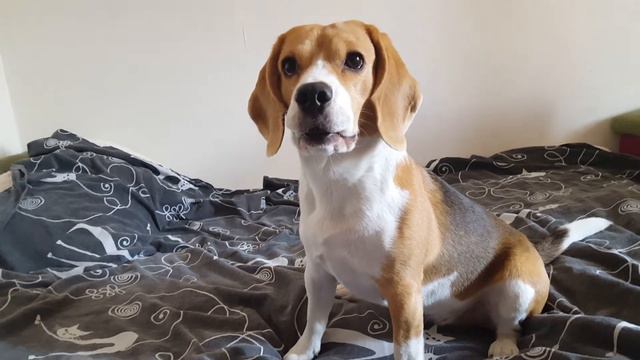 День рождения Лилюши 3 года 🎉 #деньрождениесобаки #игрушкидлясобак #бигльиутка #виделивидио смотреть онлайн