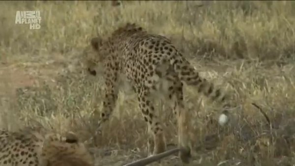Animal Planet. Царство гепардов 6