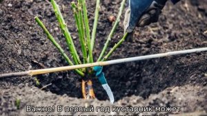 Роза Хендель
