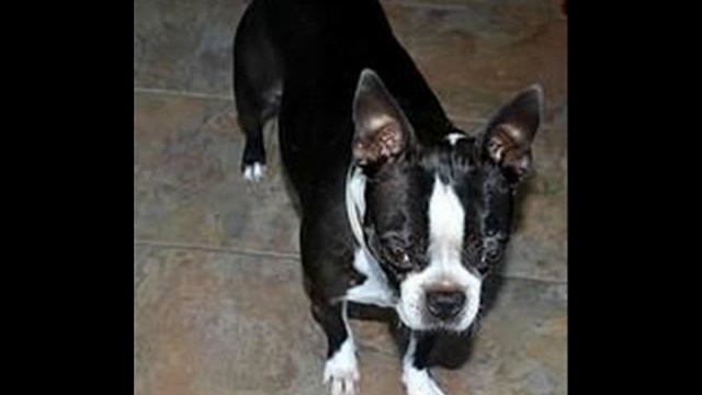 Boston Terrier смотреть онлайн