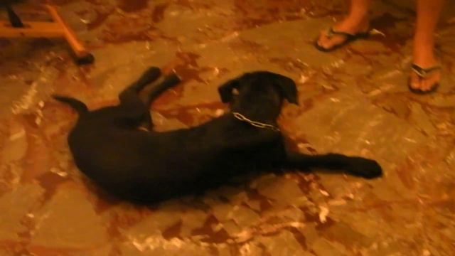 cane corso-pitbull 4.5 miesiaca 19 kg PYSZCZEK смотреть онлайн