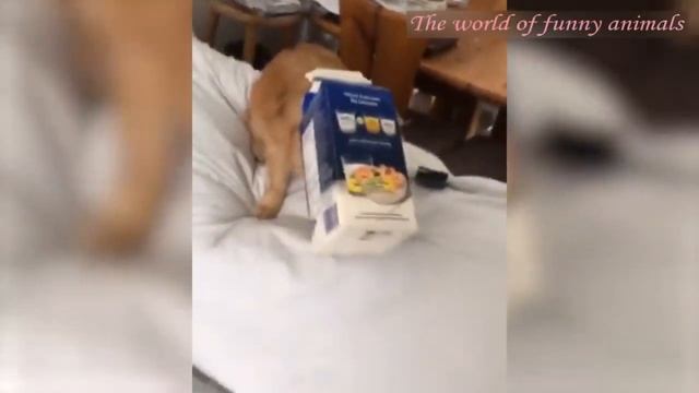 Приколы с котами и кошками, а также и с собаками, новинка 2021.mp4