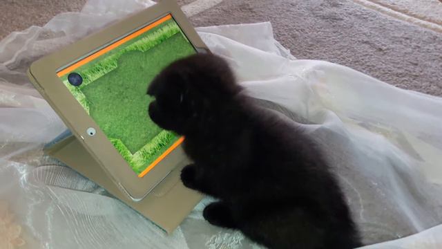 Котенок играет в кошачью игру на планшете смешно смотреть онлайн