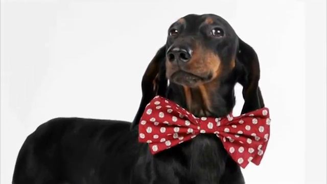 Сияющие рыбки