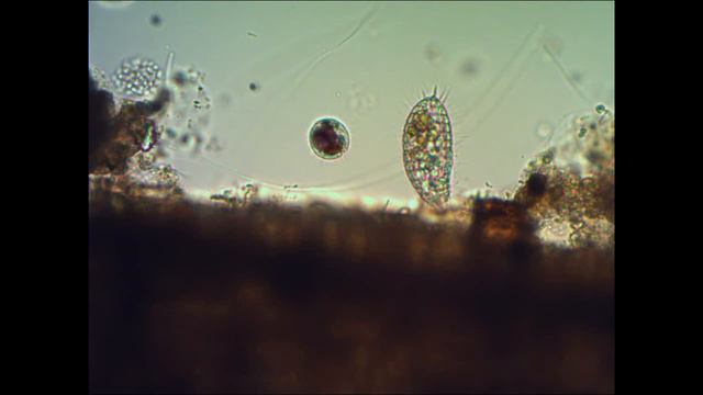 Инфузория под микроскопом under microscope смотреть онлайн