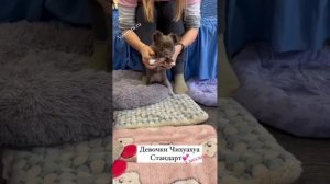 Лиловые Шоколадные ЧИХУАХУА #купитьщенка #щенок #чихуахуа #щенкичихуахуа #chihuahua
