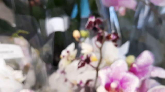 ОРХИДЕИ В ЛЕТТО /02.07.23// смотреть онлайн