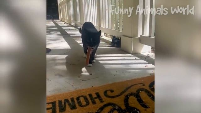 Смешные моменты с котами и собаками 2023 | Лучшие приколы с домашними питомцами №37 смотреть онлайн