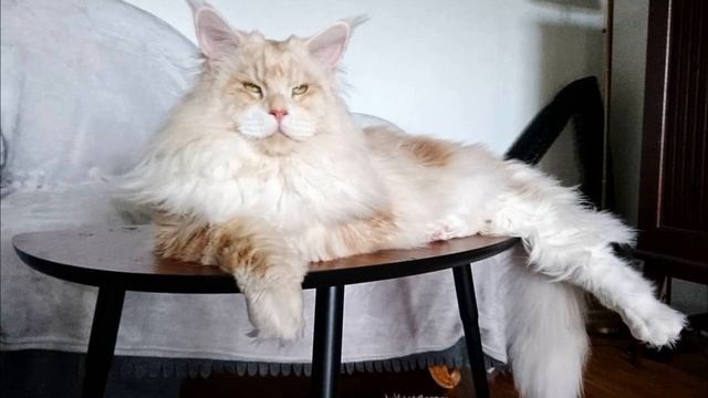 Как вырастить большого Мейн-куна? смотреть онлайн