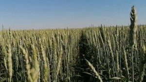 22.06.2021. Яровая пшеница (технологические моменты, нюансы).