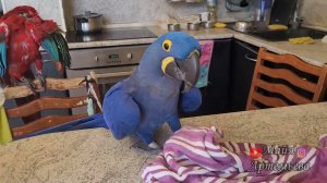 Гиацинтовый ара Ромео играет в "Ку-ку". Попугай играет в игру.