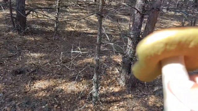 Грибная разведка по белым! 28.09.2023. Мозырский район, Беларусь. смотреть онлайн