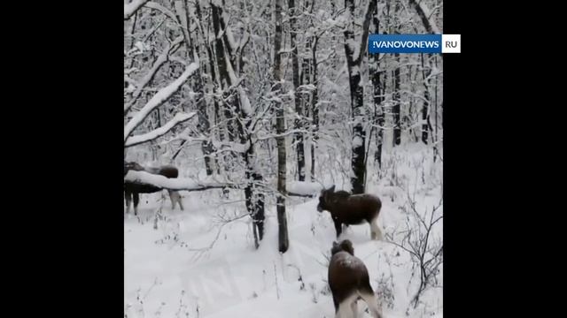 Стадо лосей вышло к людям на трассе смотреть онлайн