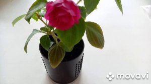 Бальзамин. Цветение и размножение Бальзамина в домашних условиях.