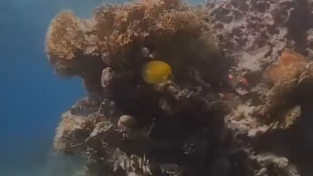 Taba Diving Day смотреть онлайн