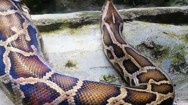wild python смотреть онлайн
