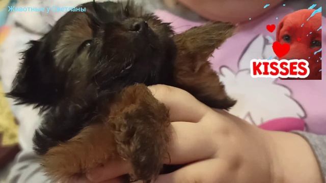 А у нас в семейном полку прибыло... ??. Йоркширский терьер, мини-микро?!!!!!!!! смотреть онлайн
