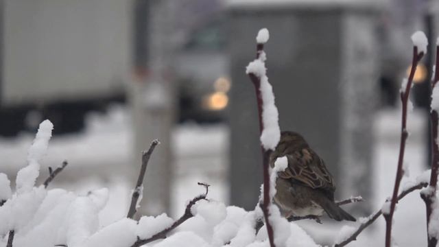 Мытищи Центр Русская зима Russian winter SONY FDR-AXP55 4K Handycam Full HD ロシアの冬 俄罗斯冬季 ziminvideo смотреть онлайн