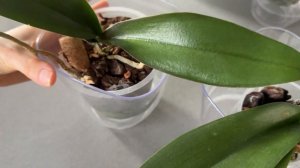 Сгорели листья орхидеи на солнце. Выживет ли орхидея после солнечного ожога? Бугры на листьях