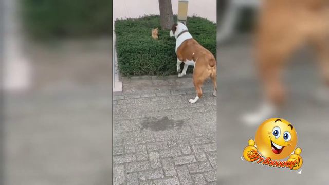 Смешные домашние животные. смотреть онлайн