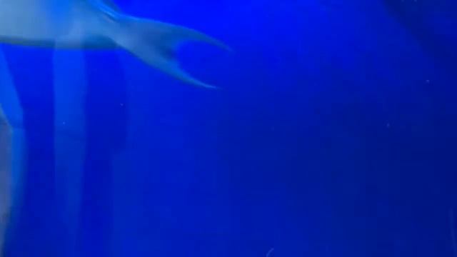 Киевский океанариум// Океанариум в Киеве - Морская сказка на Дарнице смотреть онлайн