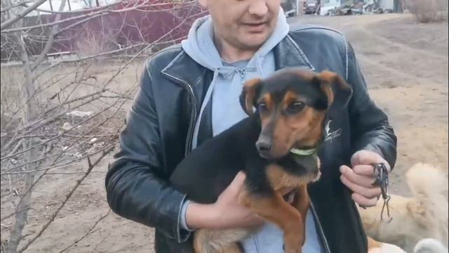 День Стольника || Цери и два щеночка || Новички Юта и Девчоночка.🥰🐕🐶 смотреть онлайн