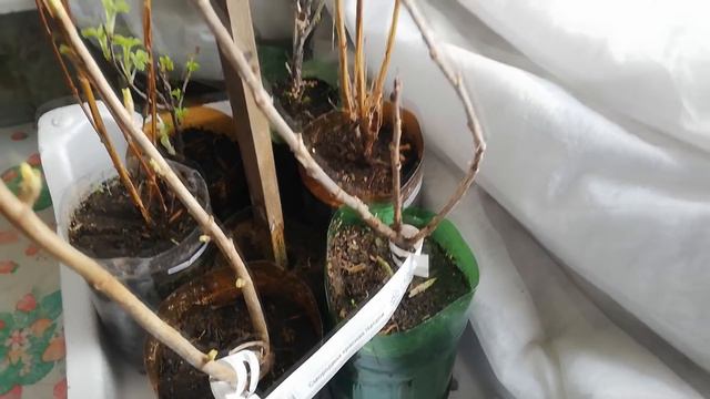 Мои новые саженцы из Садов России. смотреть онлайн