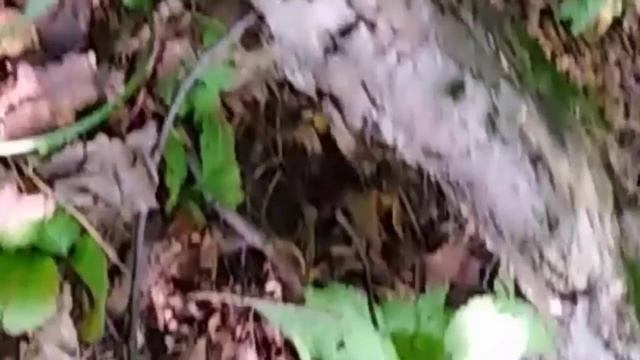 Коп монет. Уникальные кадры. смотреть онлайн