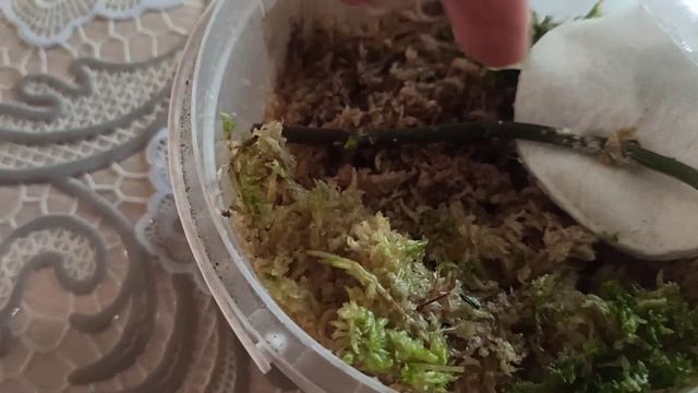 Продолжаем эксперимент. Наращиваем детку на цветоносе смотреть онлайн