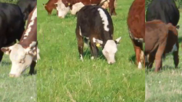 Компания КамАгро реализует скот породы Герефорд оптом живым весом смотреть онлайн