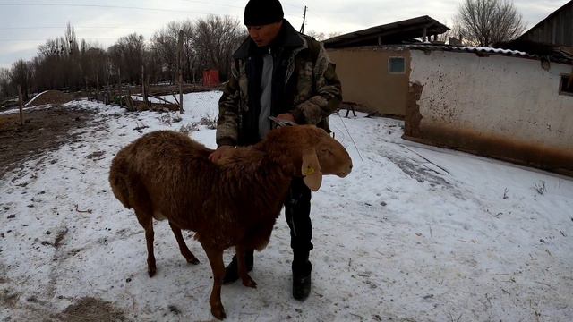 ҚОШҚАР САТЫЛАДЫ +7 705 455 2697 Аян смотреть онлайн