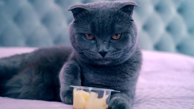 РЕАКЦИЯ КОШКИ И СОБАКИ НА СТРАННЫЕ ЗАПАХИ | КОЛА, ЛИМОН, ВАСАБИ смотреть онлайн