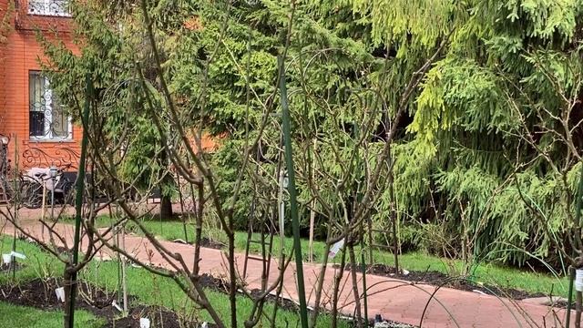 РОЗЫ. ПЕРВАЯ ВЕСЕННЯЯ ПОДКОРМКА ДЛЯ РОЗ. смотреть онлайн