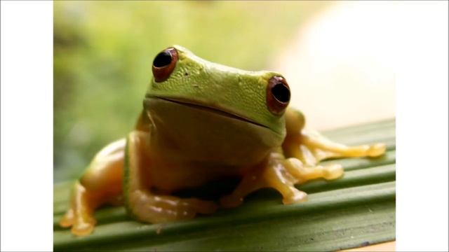 FUNNY FROG singing happy birthday смотреть онлайн
