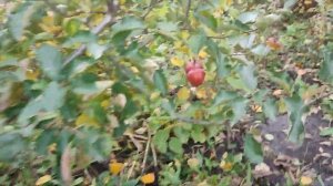 Яблоня Космик Крисп (apple Cosmic Crisp) WA 38. Обзор плодов и дегустация