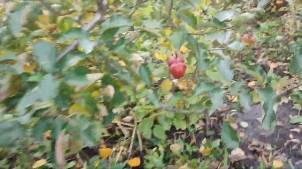 Яблоня Космик Крисп (apple Cosmic Crisp) WA 38. Обзор плодов и дегустация