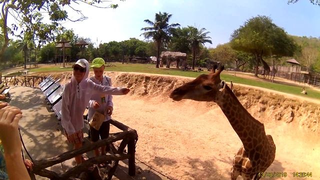 Кормление жирафа 2 смотреть онлайн