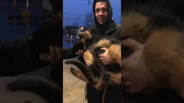 Еще немного о поездке в Киев?. А после передачи щенков остаётся боль? смотреть онлайн