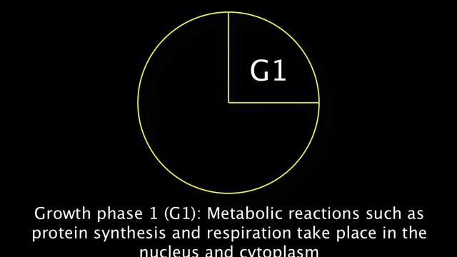 1.6 Events of Interphase смотреть онлайн