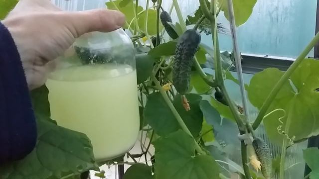 У моих огурцов не желтеют листья до октября вот что я делаю в августе! Подкормка огурцов от болезне смотреть онлайн