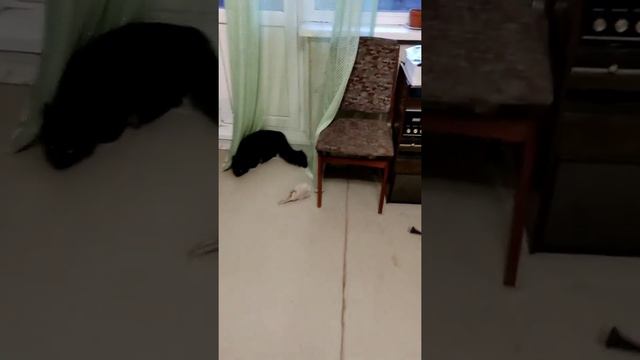 кошка Бася и ее игрушки/играем в догони зайца/веселимся смотреть онлайн