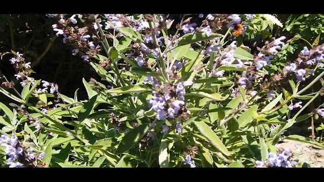 Il Volo Del Calabrone