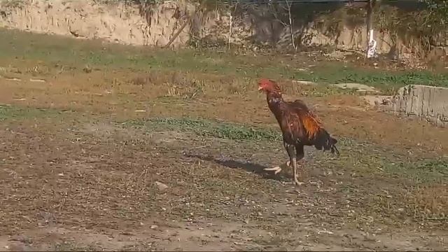 О Шамо смотреть онлайн