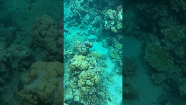Кораловий риф у Червоному морі смотреть онлайн