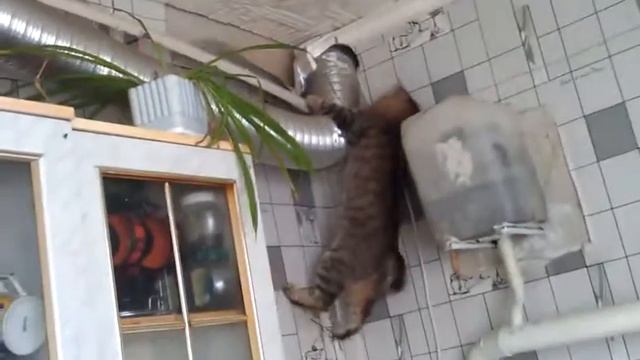 Кот шкодник смотреть онлайн