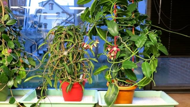 Hoya Imperialis Unplugged